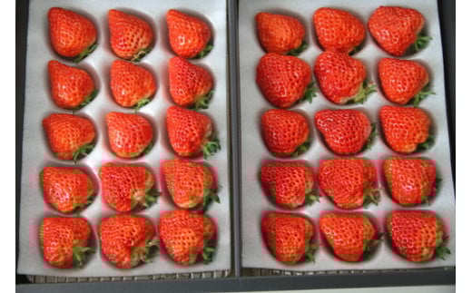 
                  A4108 数量限定！あおぞら農産「越後姫いちご」15個入2パック
                