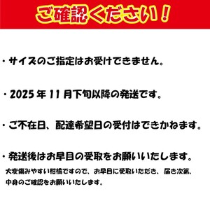 【先行予約】【2025年11月下旬以降順次発送】数量限定 紅まどんな 〇等級 化粧箱 L玉～5L玉 高級 紅まどんな 柑橘 フルーツ 個包装 紅マドンナ 果物 おすすめ柑橘紅まどんな 高級柑橘の紅まど