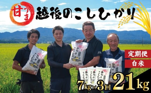 【定期便】コシヒカリ 白米 7kg 3ヵ月 21kg 令和7年産 甘うま越後の こしひかり 米 お米 こめ 新潟米 新潟県産 新潟産 新潟 新潟県 新発田産 新発田 新発田市 斗伸 toushin048