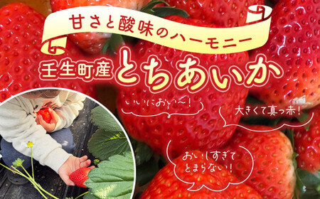 とちあいか 平パック 320g×2パック ｜ いちご 苺 栃木県 果物 フルーツ ※北海道・沖縄・離島への配送不可 ※2026年1月中旬～3月中旬頃に順次発送予定