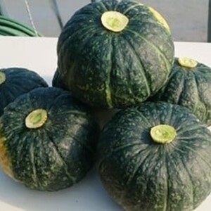 十勝の秋の味覚野菜詰合せ（南瓜・玉ねぎ）セット【2026年秋出荷】（先行受付）【工房みみずく】