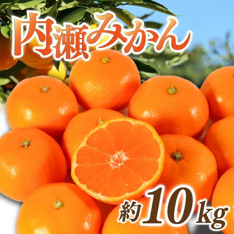 先行予約 内瀬みかん 約10kg アサヒ農園 / みかん 