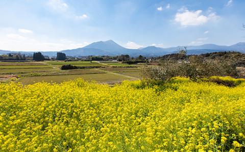 高原町産天然はちみつ 1.2kg(1本) 国産のおいしい蜂蜜 TF0269-P00011