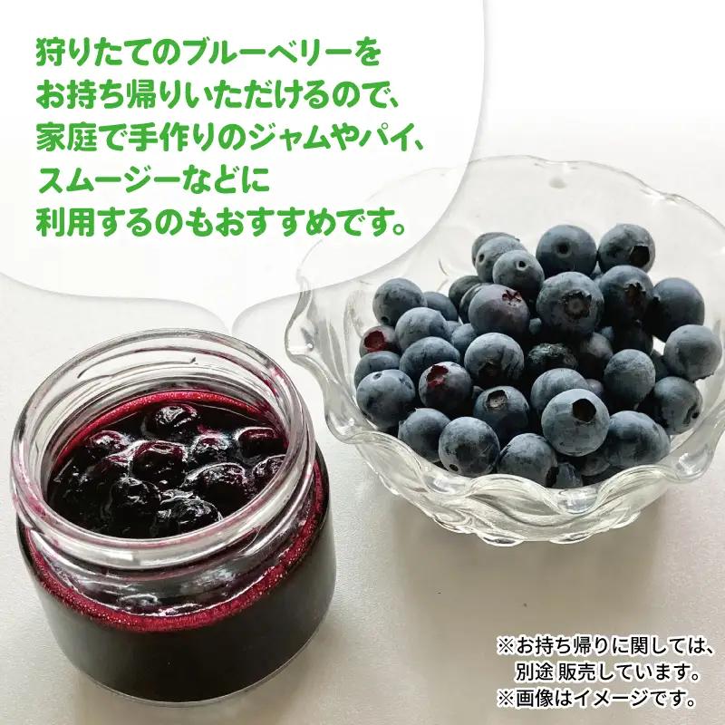 ブルーベリー 狩り 体験 チケット 大人 1人 60分 コース