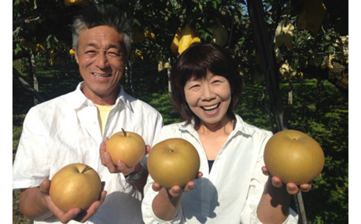 【2026年先行予約】和梨 新興 約3kg（約5～7個）フルーツギフト《11月上旬～お届け》冬の味覚 産地直送加茂市 山伴しなの川フルーツガーデン