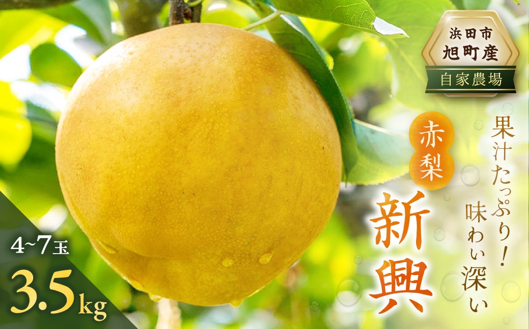 【先行予約】浜田市旭町産赤梨 3.5kg（新興）4～7玉＜11月中旬から発送開始＞ 梨 新興 ナシ 和梨 果物 フルーツ くだもの 【002_1985】