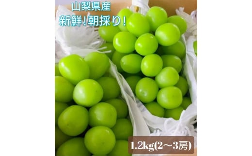 【2026年発送★先行予約】クール便 シャインマスカット 1.2㎏以上 産地厳選 山梨県笛吹市産 大人気 果物 ※青果のため沖縄県・離島への発送不可となります。 106-013