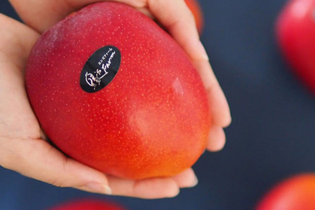 【2024年発送】【令和5年度最優秀賞受賞】縁sファームのアップルマンゴー1kg（特秀）