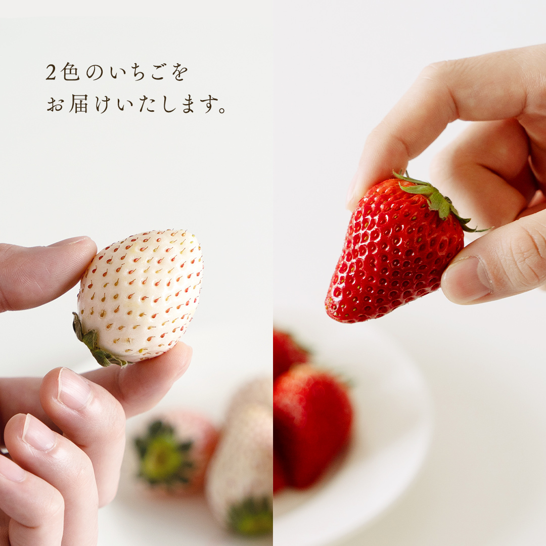 赤いちごと白いちごの宝石箱 18粒 【12月から発送開始】（茨城県共通返礼品 [いちご]：城里町産）田舎の頑固おやじが厳選！  果物 フルーツ いちご イチゴ 苺 白苺 贈答 ギフト [BI335-N