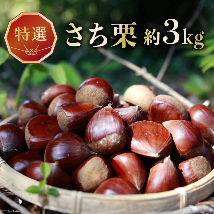 【ふるさと納税】 【期間限定発送】 栗 特選 さち栗 Lサイズ 約 3kg [金曽農園 石川県 宝達志水町 38600684] くり 和栗 国産 産地直送 秋の味覚