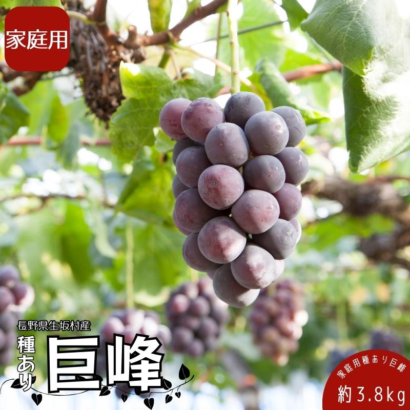 【ふるさと納税】【2026年先行予約】ぶどう 巨峰 3.8kg (9房~13房) 種あり ブドウ 信州直送 | 長野県産 種有り きょほう 葡萄 くだもの ギフト プレゼント | 令和8年8月中旬～10月中旬頃順次発送 | 長野県 生坂村 [株式会社野の香]