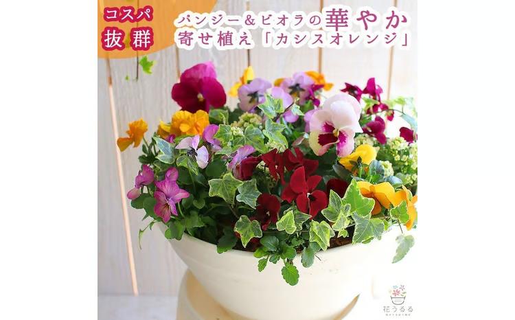D546 パンジー＆ビオラの寄せ植え[カシスオレンジ(プランター版)]玄関先 フラワーギフト