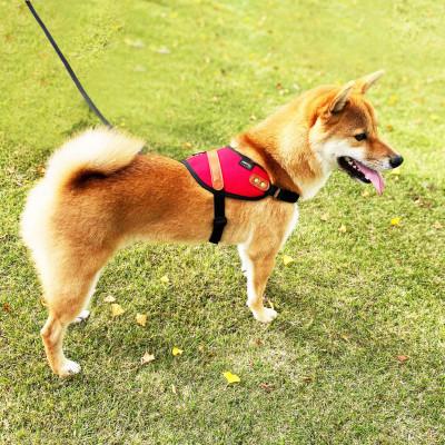 ふるさと納税 守谷市 【中型犬用】ハーネス　コーデュラ×本牛革(レッド×ブラウン革) |  | 02