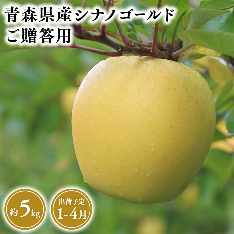 １月～４月発送　贈答用シナノゴールド5ｋｇ　【そと川りんご園・１月・２月・３月・４月・青森県産・平川市・りんご・シナノゴールド・5ｋｇ・贈答用】