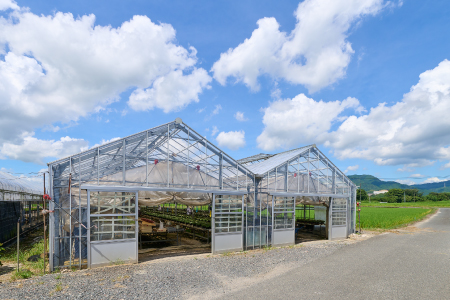 【先行受付11月20日より発送 数量・期間限定】鉢花 シクラメン レッド 6号鉢 【鉢花 シクラメン 冬のギフト ふるさと納税】(H069113)