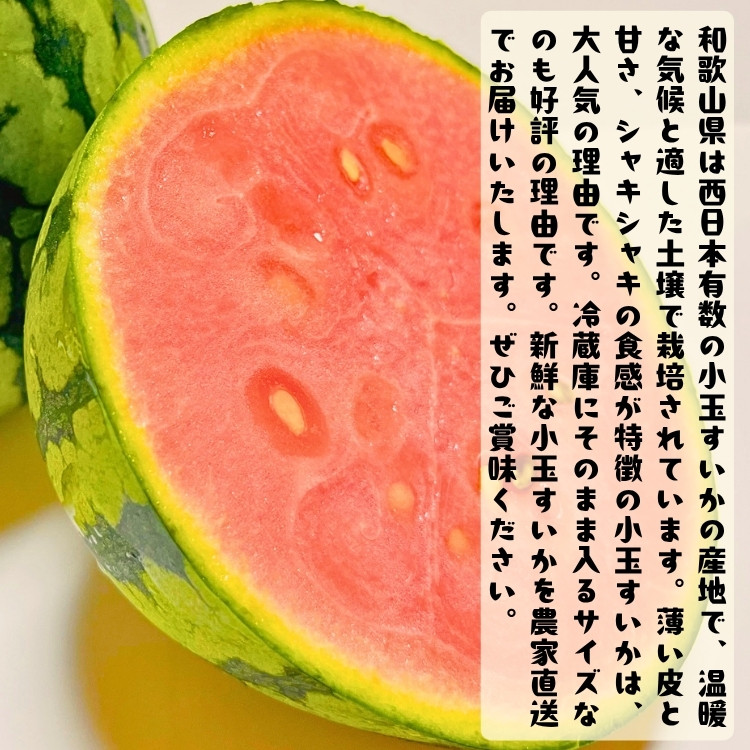 ［先行予約］厳選 小玉すいか Ｍサイズ／１玉入り［農家直送］［先行予約］［和歌山県産］［MS126］