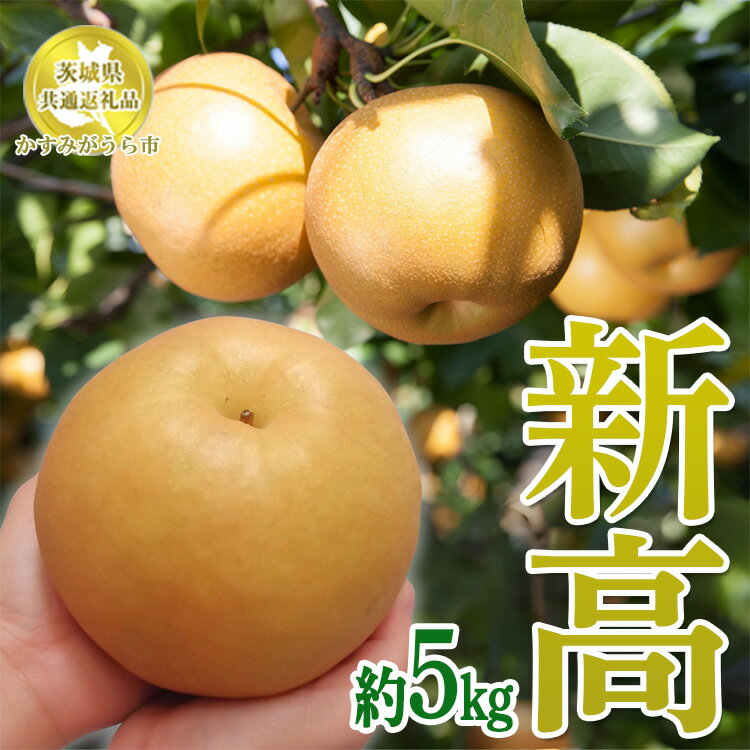 【ふるさと納税】 茨城県産【新高梨】約5kg【茨城県共通返礼品　かすみがうら市産】※離島への配送不可