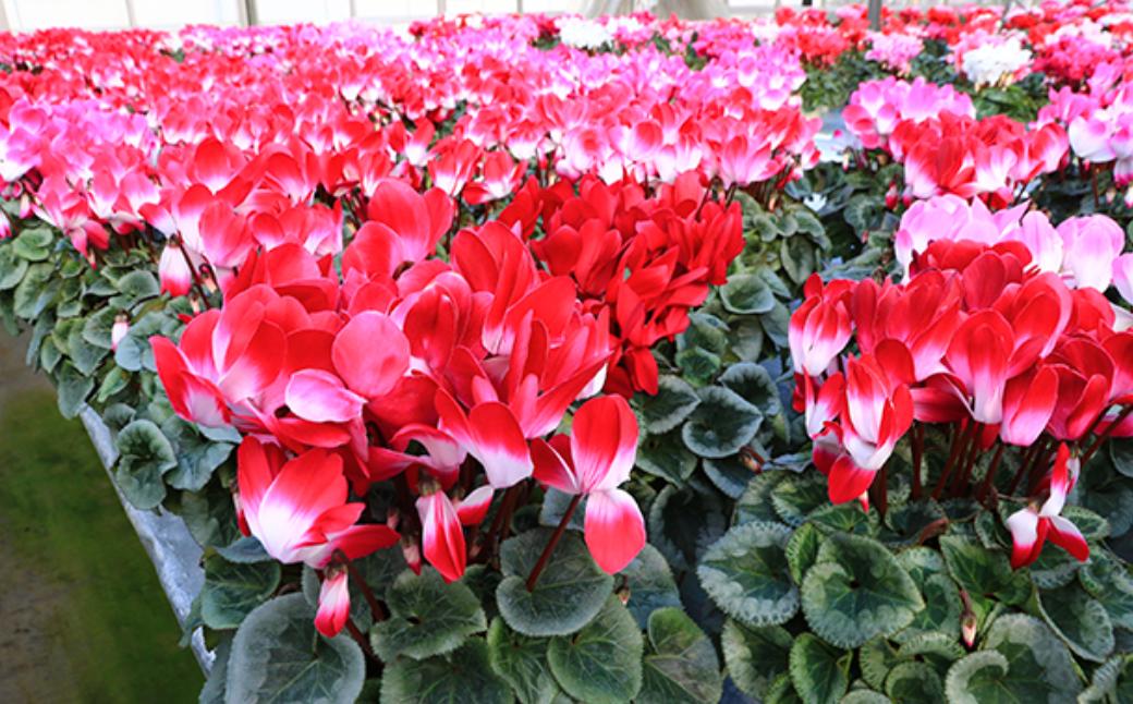 カゴ入りシクラメン 6号鉢 | シクラメン 花苗 フラワー ギフト 季節 お花 ガーデニング ガーデニング 趣味 旬 インテリア 園芸 装飾品 花 植物 花壇 育てやすい 癒し 田中花園 埼玉県知事賞