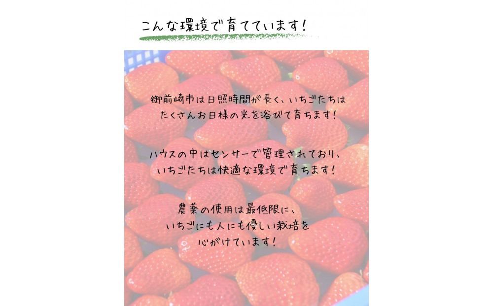 先行受付【2027年1月下旬～発送予定】【訳アリ 冷凍いちご】静岡県産の完熟紅ほっぺを使用した冷凍いちご1kg【静岡県産】●