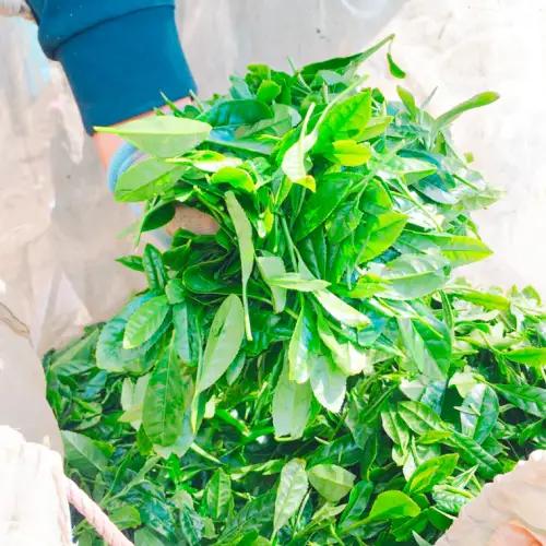 【数量限定】令和7年産 コシヒカリ 10kg 玄米 煎茶 セット