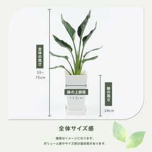 2026年4月上旬～発送【観葉植物】ストレリチア・レギネ 55cm～75cm(JAいぶすき/014-2016) 観葉植物 植物 グリーン 鉢 おしゃれ 大型 インテリア 室内 開店祝い 新築祝い 引越