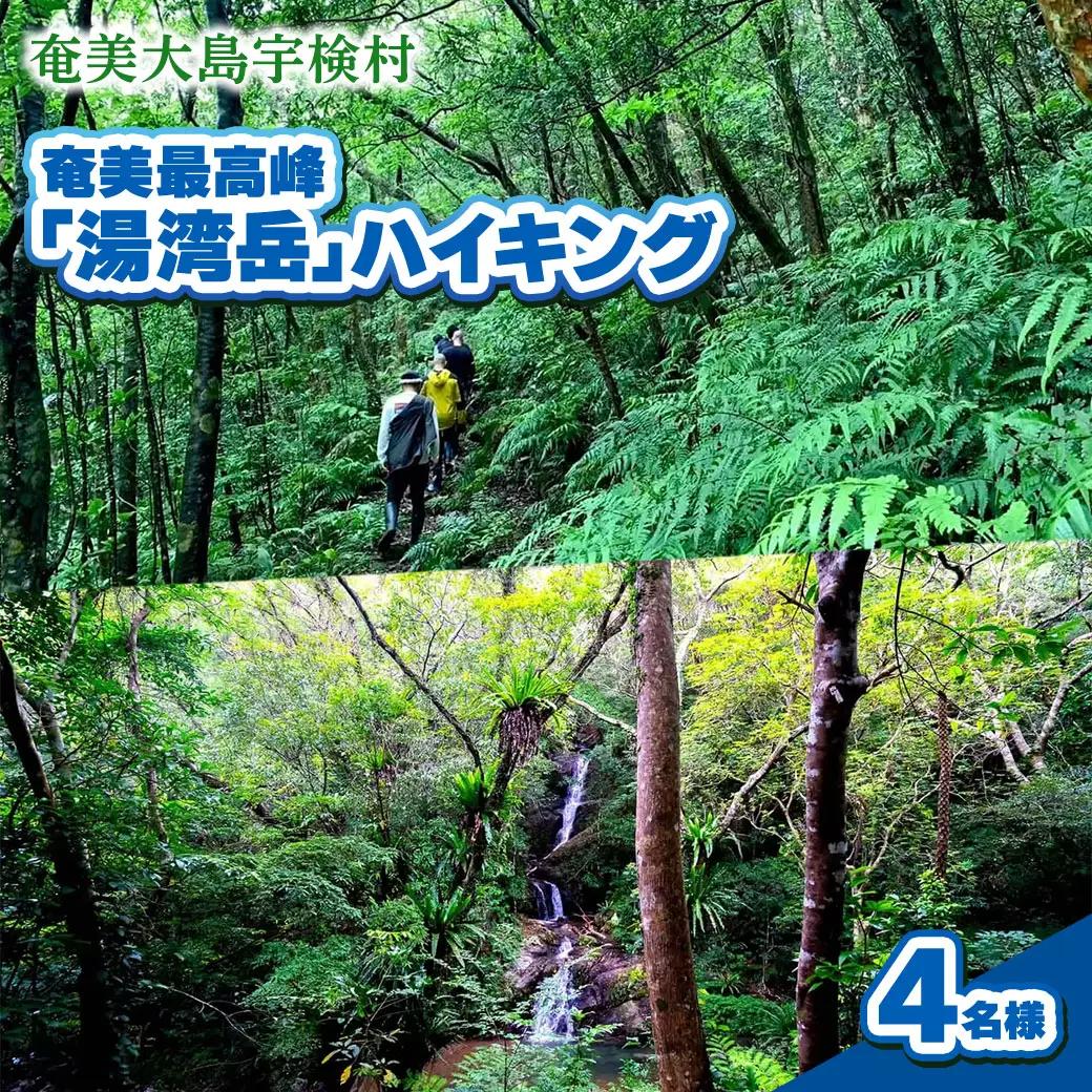 奄美最高峰「湯湾岳」ハイキング 体験 4名様 奄美大島 宇検村 鹿児島県 旅行 自然 冒険 完全プライベート