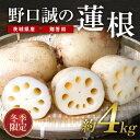 【ふるさと納税】【冬季限定 贈答用】 野口誠の蓮根 約4kg れんこん レンコン 蓮根 期間限定 野菜 57-B