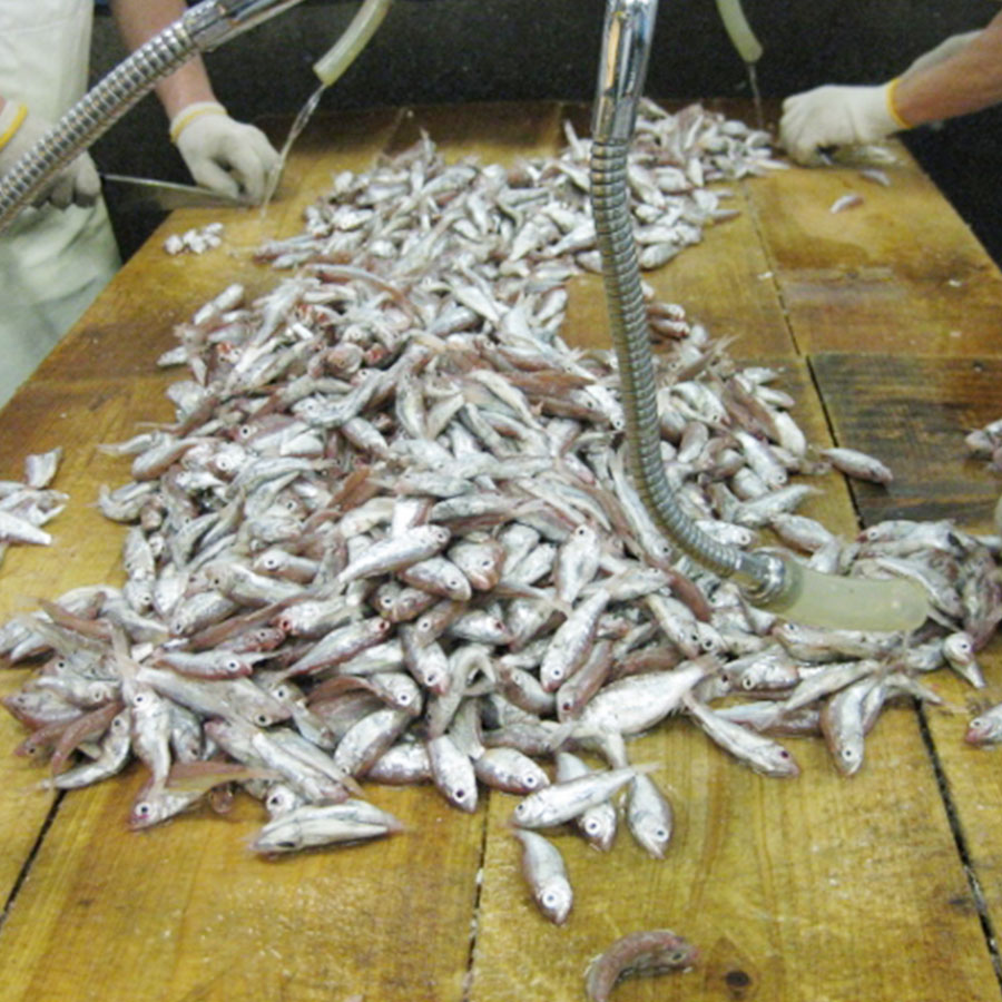 ＜伊予蒲鉾＞正月用手作りかまぼこセット（MI-6）