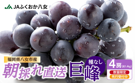 【先行受付】種なし 巨峰 1.4kg（350g×4パック）｜2026年7月上旬～発送予定 産地直送 朝採れ巨峰 種なし巨峰 甘い巨峰 ジューシーな巨峰 大粒な巨峰 もぎたての巨峰 002-006