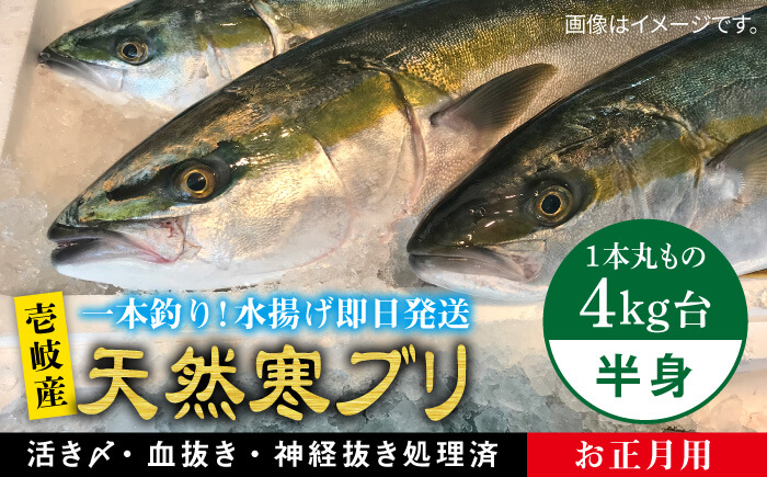 ※12/20-1/15配送【年末年始用】壱岐島産天然寒ブリ（一本丸ものサイズ4キロ台の半身ブロック） [JBS018] 48000 48000円