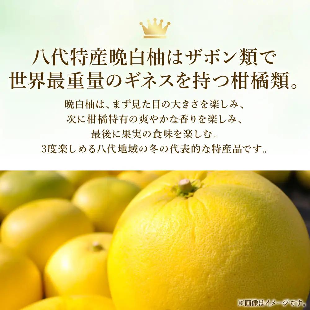 【先行予約】八代特産 晩白柚　秀Lサイズ 2玉 ばんぺいゆ 柑橘 【2026年12月上旬より順次発送】