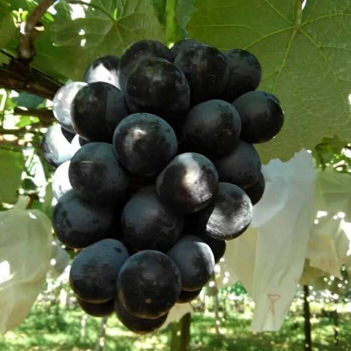 【先行予約】【数量限定】ナガノパープル 約2kg 〔2026年8月上旬より順次発送〕