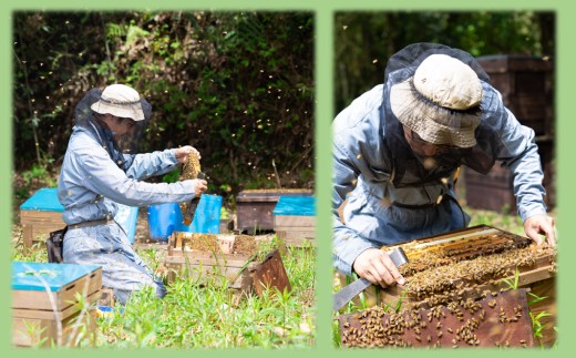 春のしずく2本セット 合計600g (300g×2本) 百花蜜 はちみつ 蜂蜜 ハチミツ ミツバチ みつばち 蜜蜂 小分け 小分 便利 鹿児島 鹿児島県産 薩摩川内市 ふるさと納税 ASR-8109