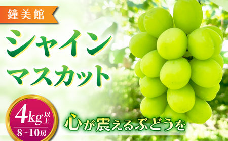 【先行受付2026年発送】標高750mで育ったシャインマスカット4キロ以上（8～10房）｜鐘美館 ※2026年10月上旬以降順次発送