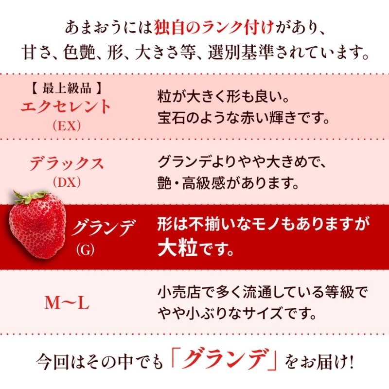 いちご 福岡県産 あまおう 500g (250g×2パック) 先行予約 2026年1月より順次発送 果物 デザート ※配送不可：離島 _イメージ3