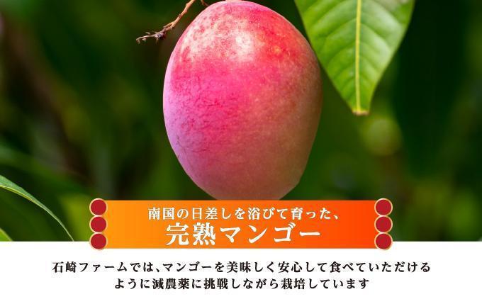 マンゴー2kg　家庭用