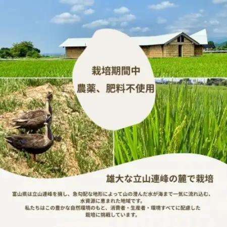 【令和7年産】玄米 ヘルジアンウッド米 30kg　富山県産コシヒカリ【1726417】
