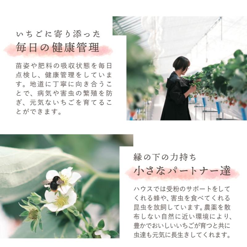 【先行予約 | 2027年4月上旬より出荷開始】いちご 中粒 カラ