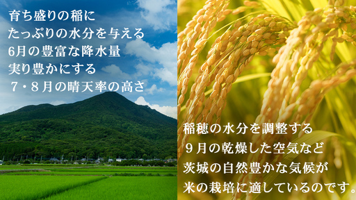 令和7年産 茨城県産 精米 特別栽培米 コシヒカリ 10kg （5kg×2袋）