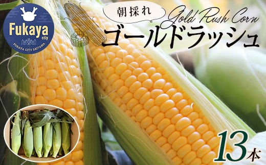 
            ゴールドラッシュ！ 朝採れとうもろこし13本！　【11218-0344】
          