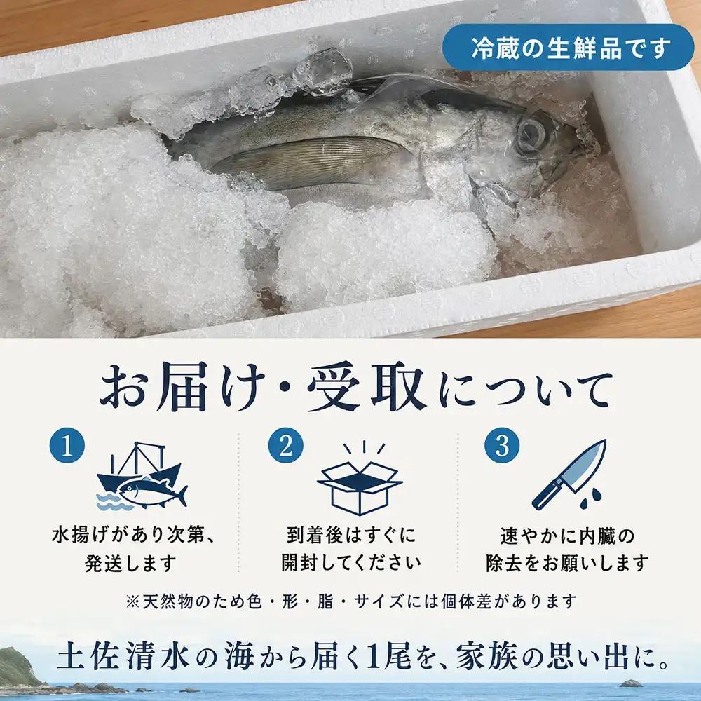 土佐清水沖 キハダマグロ 1尾（約2〜2.5kg）下処理なし【R01757】