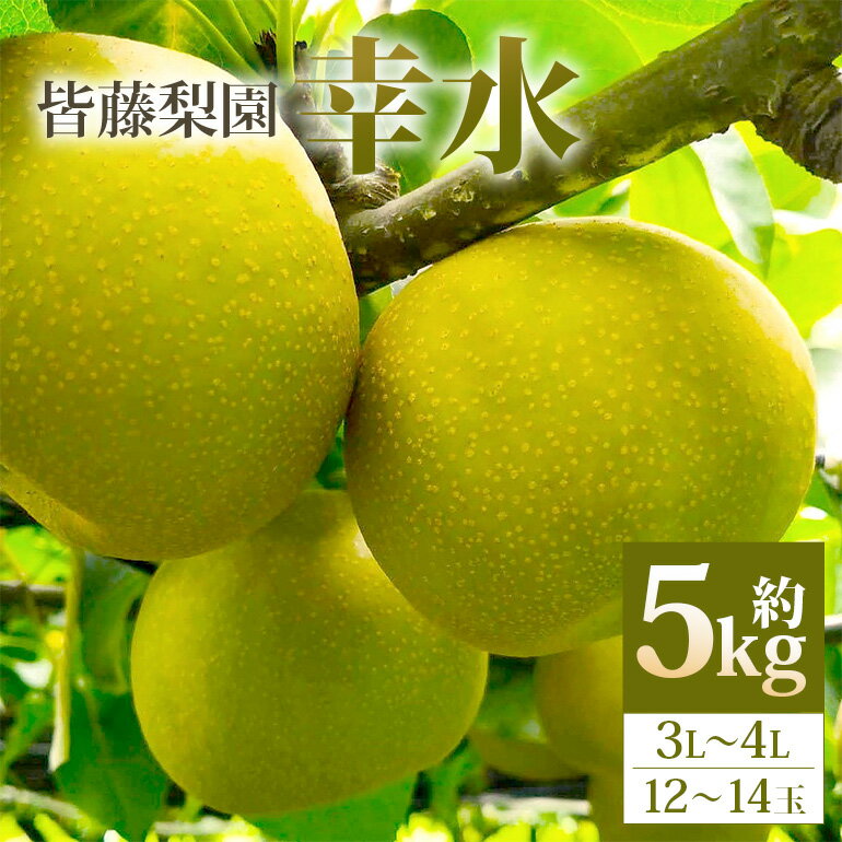【ふるさと納税】【数量限定・先行予約】幸水（約5kg/3L〜4L/12〜14玉） 梨 幸水 果物 なし ナシ こうすい くだもの フルーツ 皆藤梨園 【8月上旬以降発送予定】 75-A