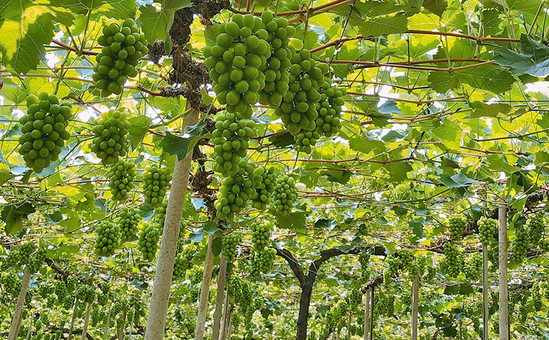 ぶどう 2026年 先行予約 【平均糖度20度】ご家庭用 農家こだわりの シャイン マスカット 3～5房 合計約2.0kg ブドウ 葡萄 岡山県産 国産 フルーツ 果物 【 Nini farm 農家 