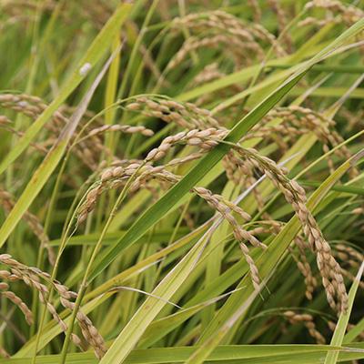 ふるさと納税 掛川市 掛川産こしひかり 精米 5kg |  | 03