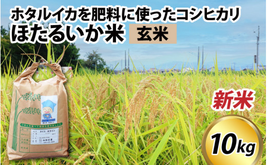 【先行予約】【新米】ほたるいか米（新米/玄米10kg）25年10月以降順次配送予定 【訳あり 米 コシヒカリ こしひかり ほたるいか ホタルイカ お米 ブランド米 富山 滑川 令和7年産 】