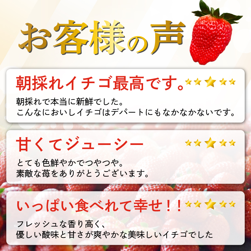 いちご 予約受付 【2026年1月から出荷】 新鮮 国産 鈴木農園の朝摘み 朝どれ きらぴ香 800 g 800g