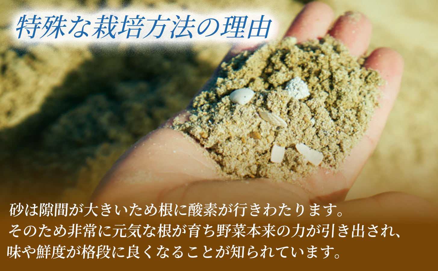 フリルレタス「海すなレタス」3個入×3箱 新鮮 野菜 サラダ【A345】 3個入×3箱