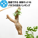 【ふるさと納税】動画で作る 体験キット16 パキラの流木ハンギング