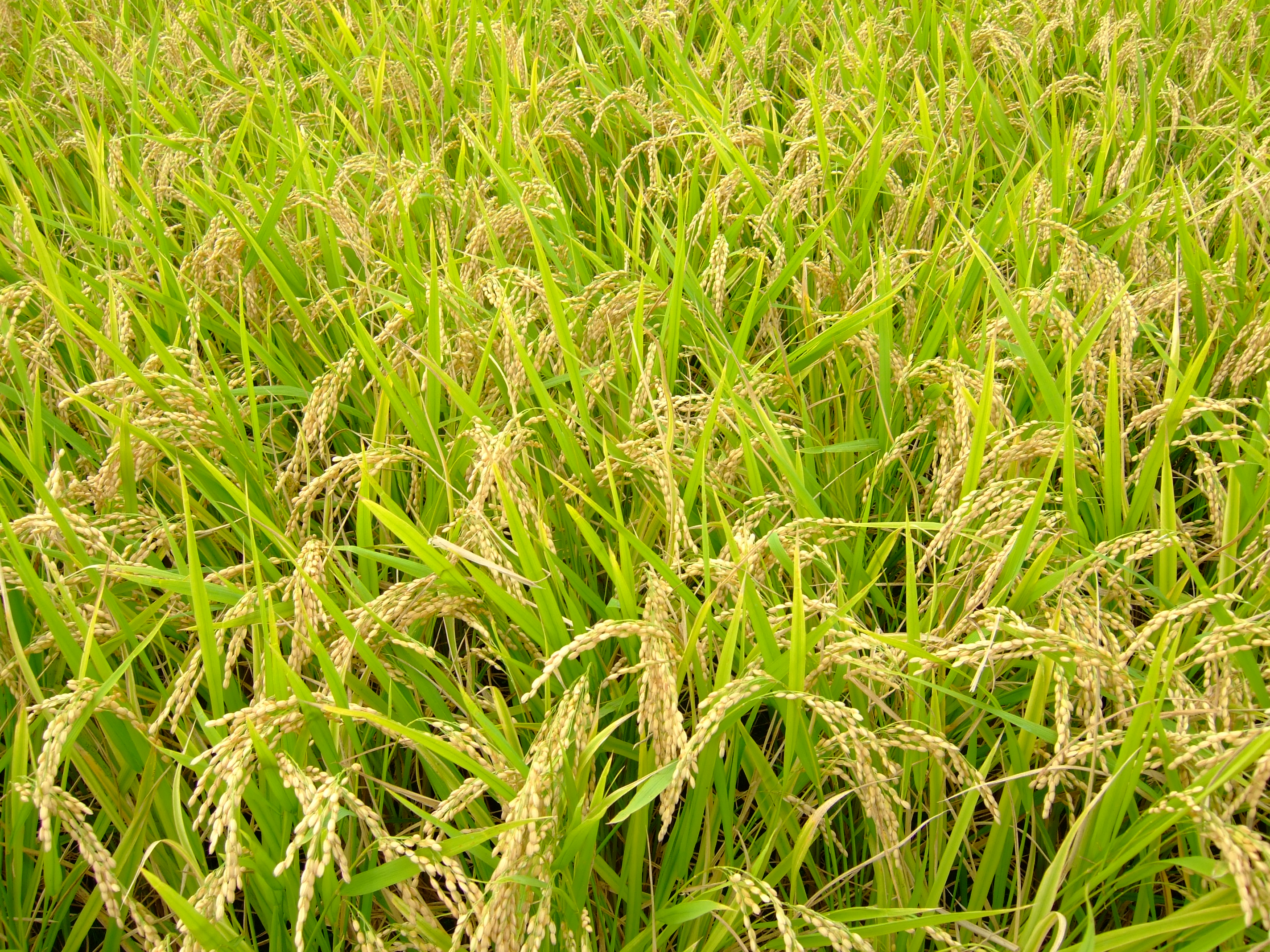 【令和7年産】うきうきう米 5kg 森のくまさん お米 うるち精米 ごはん ご飯 国産 【2026年10月下旬までに発送予定】