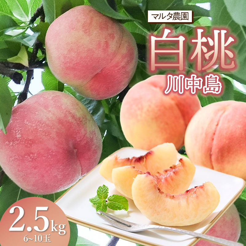 【ふるさと納税】【令和7年産先行予約】 川中島 白桃 2.5kg（6〜10玉）　マルタ農園